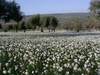 territorio